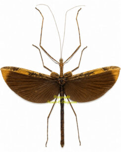 Gargantuoidea phaetusa ( spread )