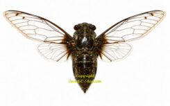 Macrosemia tonkiniana ( étalé )