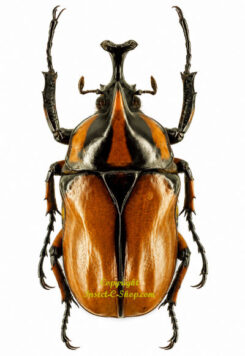 Neophaedimus auzouxi