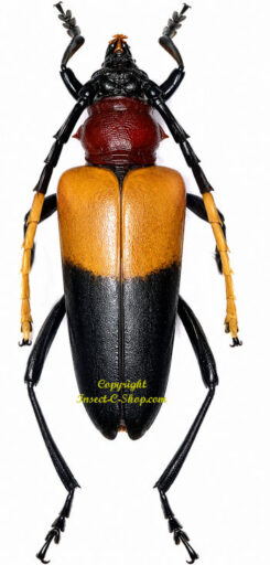 Pachyteria pryeri