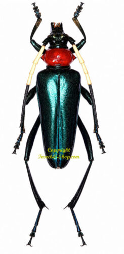 Pachyteria ruficollis