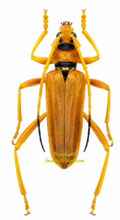 Schmidtiana ochracea