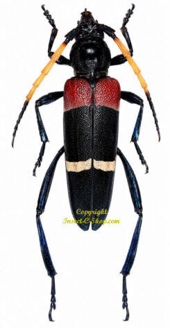Thompsoneana vodozi