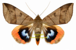 Erebidae