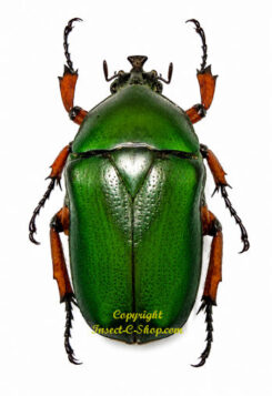 Trigonophorus nepalensis