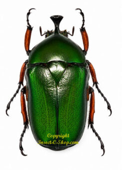 Trigonophorus nepalensis