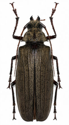 Xixuthrus arfakianus  ( très rare )