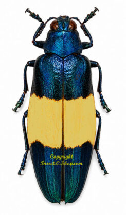 Chrysochroa castelnaudi coelicolor