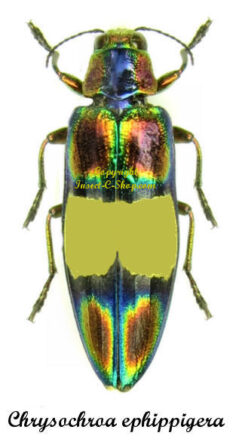 Chrysochroa ephippigera