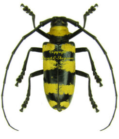 Nemophas zonatus