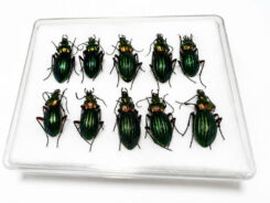 Carabus ( Chrysocarabus ) auronitens ( pack-10pcs )