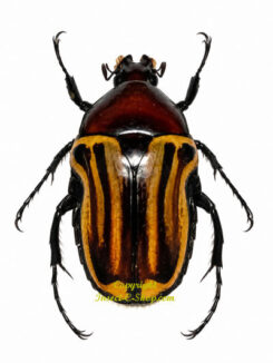 Coptomia mauritania