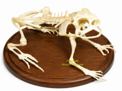 Other Skeleton