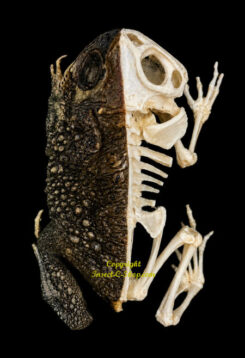 Duttaphrynus melanostictus – assis ( demi squelette )