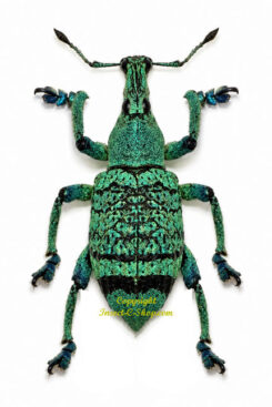 Eupholus quinlaenia