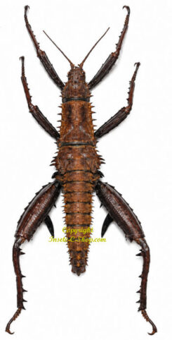Eurycantha horrida ( patte étalé )