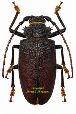 Hoplideres aquilus
