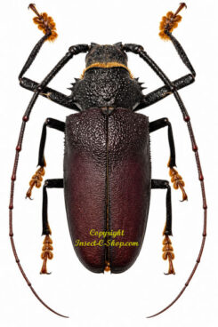Hoplideres aquilus