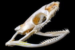 Hypsiscopus plumbea ( crâne )