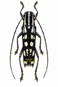 Macroglenea elegans