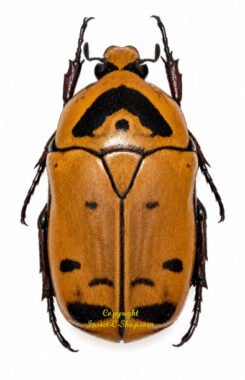 Pachnoda arrowi