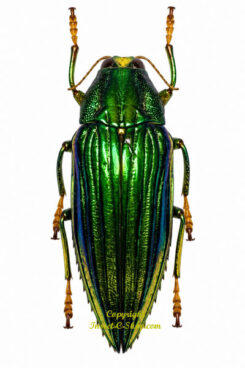 Paracupta sp. ( helopioides ? ) rare