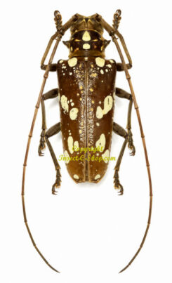 Paraepepeotes gigas