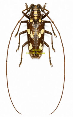 Paraepepeotes gigas