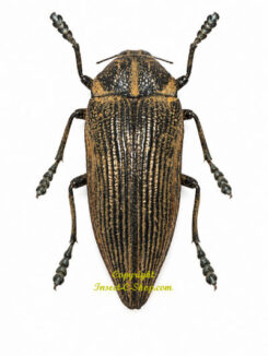 Polybothris geayi