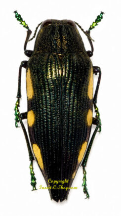 Polybothris viriditarsis