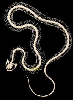 Trimeresurus albolabris - NOUVEAU ( squelette incurvé )