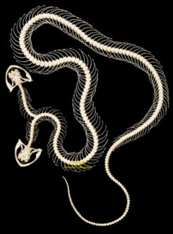 Trimeresurus albolabris - NOUVEAU ( double tête , squelette incurvé )