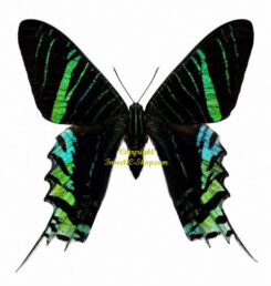 Urania leilus ( 5-pcs )