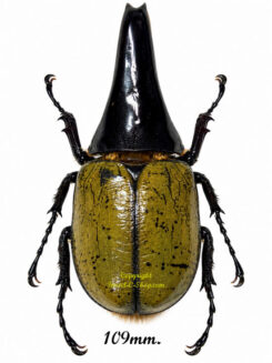 Dynastes hercules (corne  taureau  ) élevage