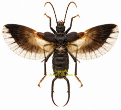 Dermaptera sp.01 ( spread )