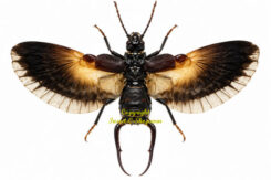 Dermaptera