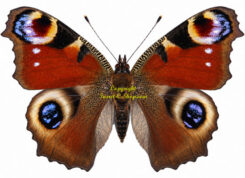 Aglais ( Inachis ) io ( 5-pcs )