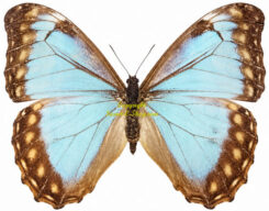 Morpho aurora aureola