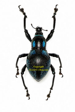 Metapocyrtus lindabonus ( form #1 )