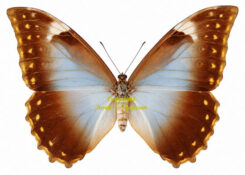 Morpho telemachus ssp. fourcheri