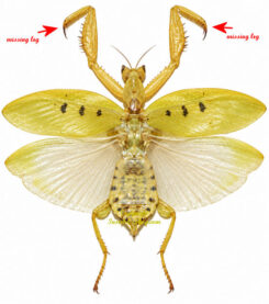 Parymenopus davisoni ( spread )