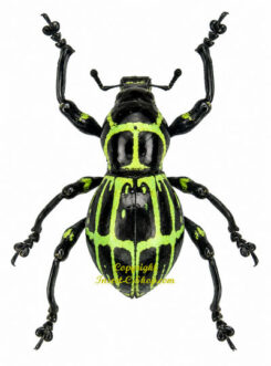 Pachyrrhynchus phaeleratus