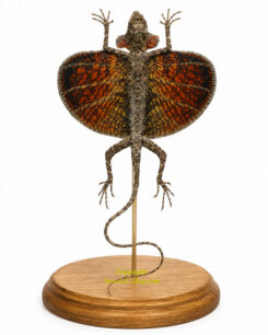 Squamata