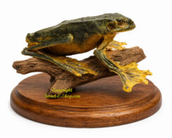 Amphibian (Frog)