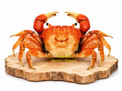 Decapoda