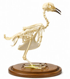 Aves Skeleton