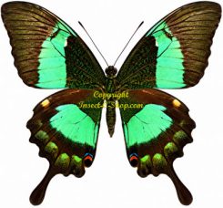 Achillides ( Papilio ) palinurus vega - rare