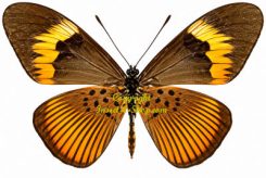Acraea elongata