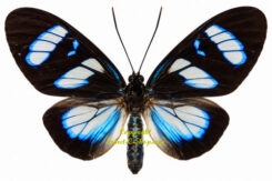 Agyrtidia uranophila ( rare )