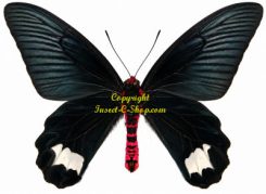 Atrophaneura astorion zaleucus
